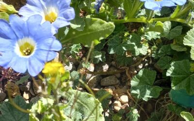 Actividades ABP primero y segundo básico